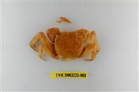 藏品(帝王仿相手蟹)的圖片